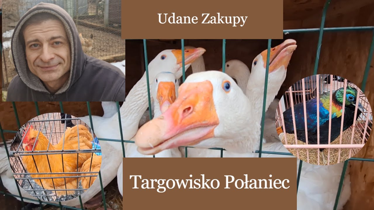 Targ Połaniec kupiłem dwie kury #kurnik #giełda #gołebie #króliki