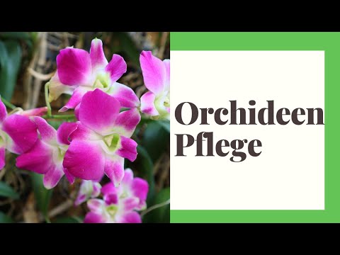 , title : 'Orchideen Pflege: Das müssen Sie wissen'
