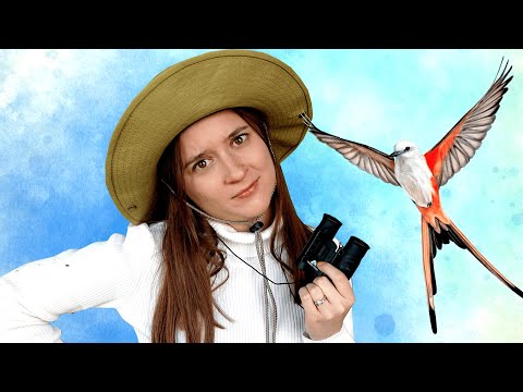 Is Wingspan Actually Good?