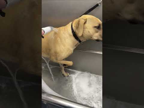 This is Sam, it’s her first groom and shes nervous but really sweet! #dog #spaday