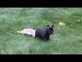 French Bulldog dogs for sale: Bramble - Video 1