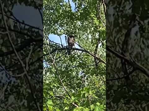 ヨーロッパタカ (Accipiter nisus)