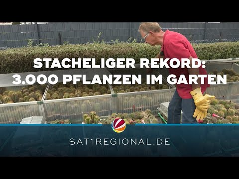Kaktus-Liebe: Hobbyzüchter aus Hodenhagen hat 3.000 Kakteen