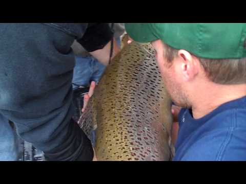 Current Missouri State Record Brown Trout