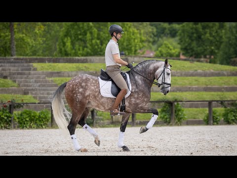 **SOLD** Piro Free Lusitano Gelding: Classical looks & Iconic Bloodlines (REF#1018)