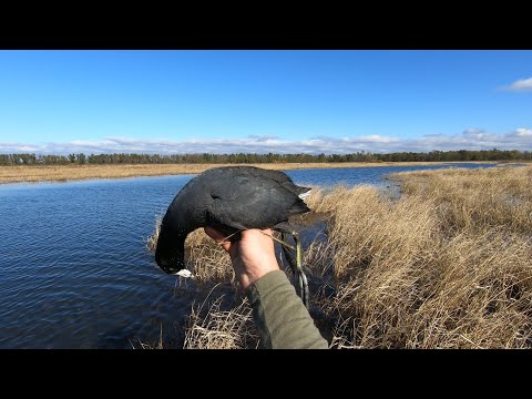 Hunting COOTS!!! Small Marsh Coot Shoot!