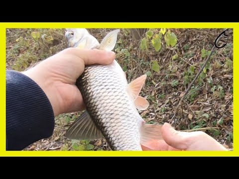 Ultra light winter chub spinning with soft lure on a small river- Ultralight chub river jigging