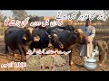 Cow Buffalo Ka Doodh Barhany Ka Tarika By Dr Burhan Azam Rana Ll Best TMR Formula Cow Buffalo