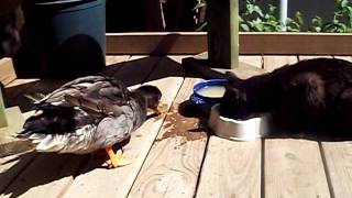 The lion will lay with the lamb