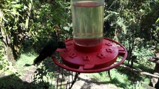 preview picture of video 'Hummingbird in Acaime Reserve Cocora Valley Colombia 1'