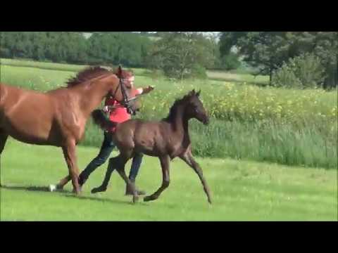 *2017 Hengstfohlen von Millennium - Desperados FRH