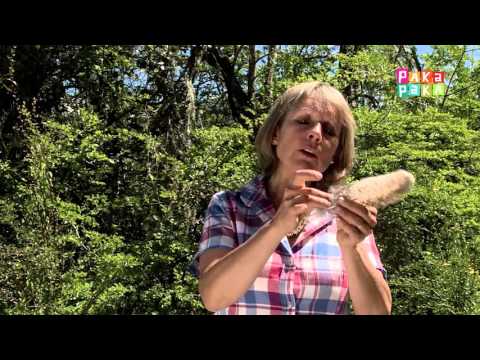 1,2,3 ¡A descubrir! - Aves - Canal Pakapaka