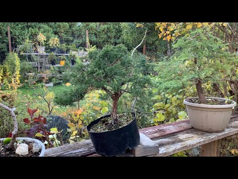 Bonsai Trees - 2021 Fall Update