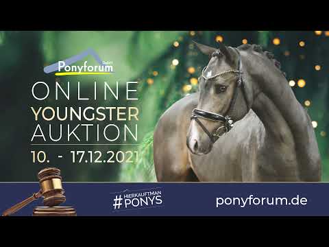 DARKO RM 2j. Hengst v. Dating AT NRW / For Kids Only