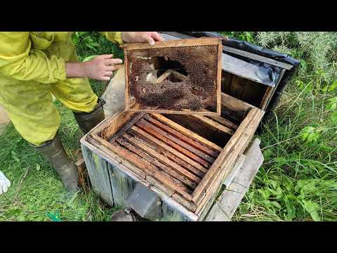 Пчеловодство.Роеловство.Проверка бродячих роев залетевших в улья на пасеке.Осмотр расширение гнезда