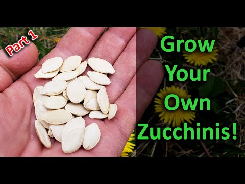 Growing Zucchinis The Right Way Part 1 of 3