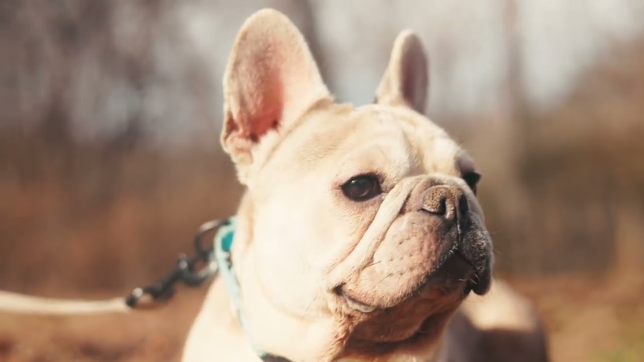 Enlarge Liam, an adopted French Bulldog in Gradyville, KY video 6/6