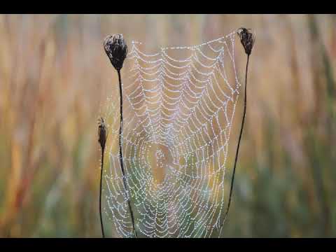 Almost in F Tranquillity | Calm your mind | Relax | Bring Joy | Live with Music | Be Positive.