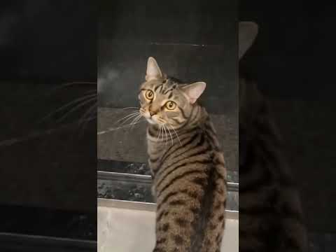 El Gato; Creo que ya no quiero salir