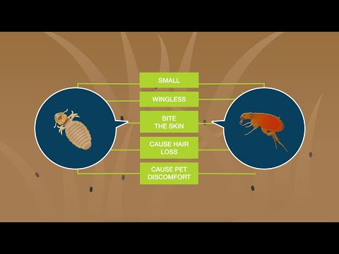 3rd YouTube video about are cat and dog fleas the same