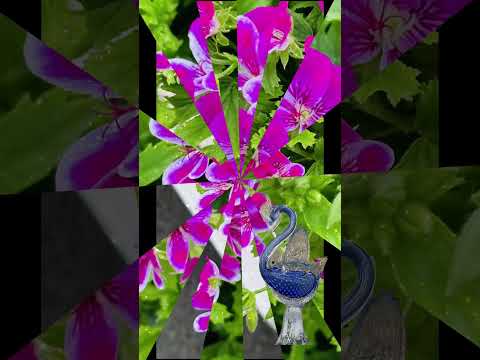 ペラルゴニウムの剪定時期はいつ？彼らの繁栄のための正しい行動は何でしょうか？有益なビデオ  庭園