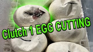 Clutch 1 Egg Cutting! (Ball Pythons)