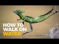 How This Lizard Performs A Miracle