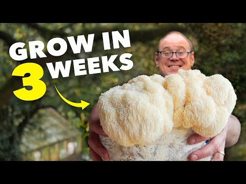 How to Grow Lion's Mane Mushroom from Start to Finish