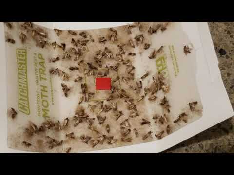 Pantries & Kitchen Full of Indian Meal Moths in Montgomery, NJ