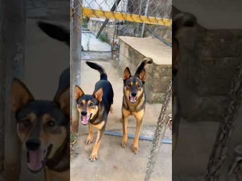 Funny guy pranks a dog 🐕🏃&zwj;♂️💨 #shorts #funny #dogchase