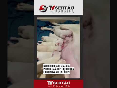 Milagre de Natal: cadelinha resgatada prenha dá à luz 14 filhotes e história emociona