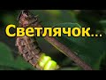 Светлячок 