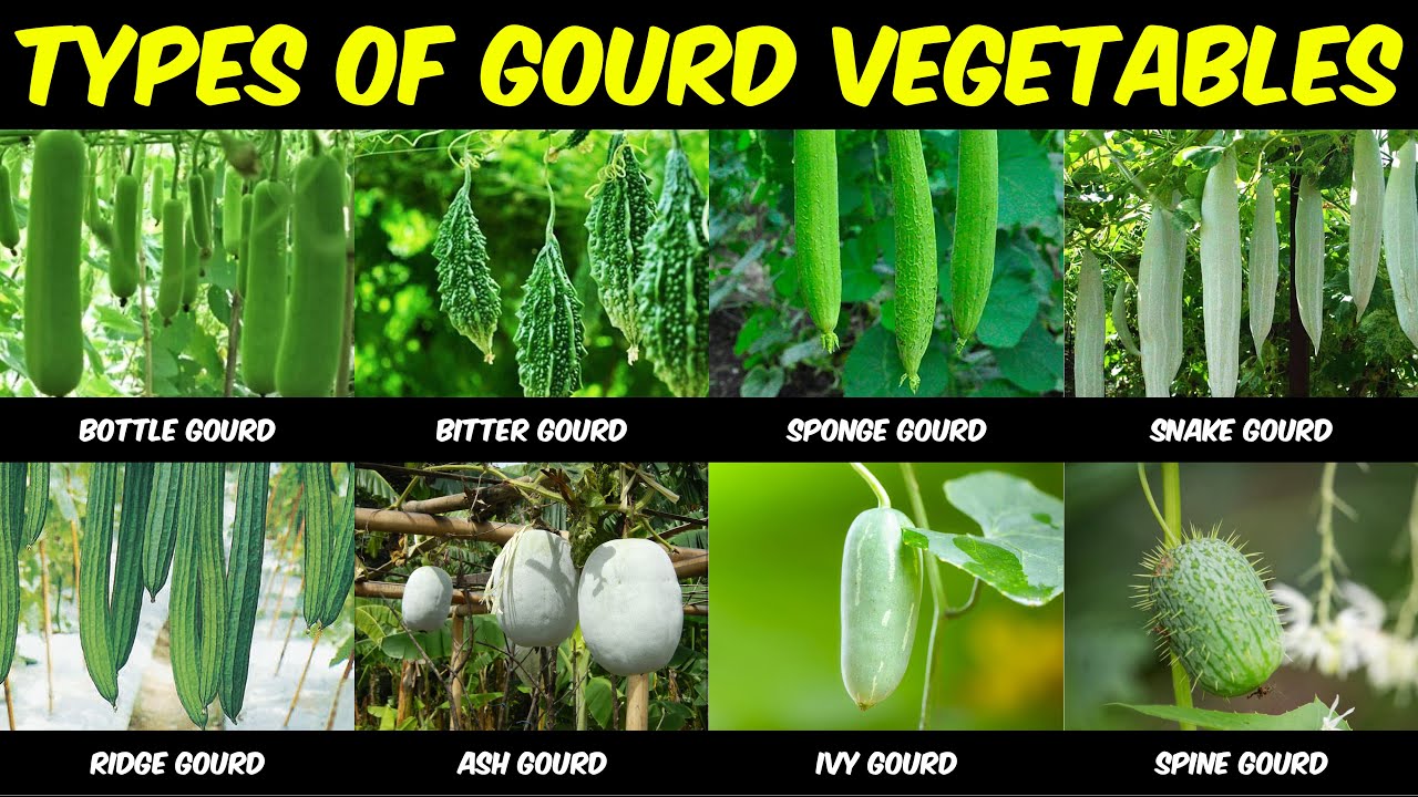 Sponge Gourd Meaning In Marathi