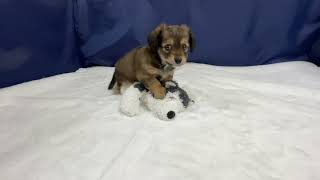 ハーフ犬の動画01