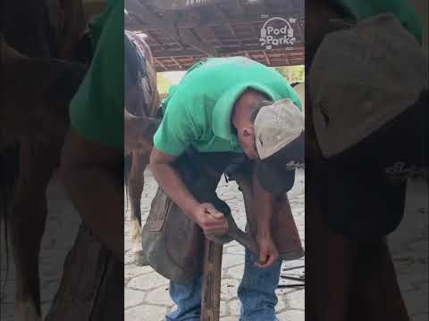 PIMENTA EM MINAS GERAIS CORTE 6