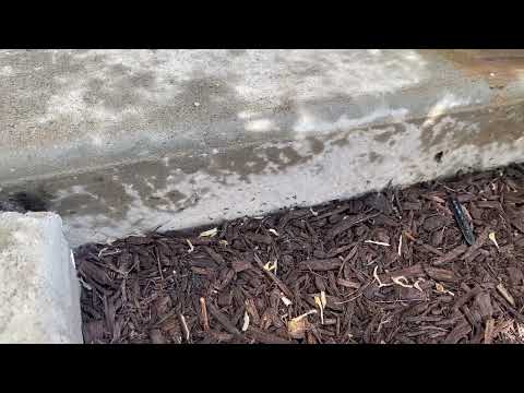 Mulch Bed Loaded with Pesky Ants in Asbury Park, NJ