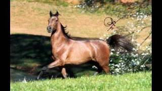 Yanni &quot;Enchantment&quot;