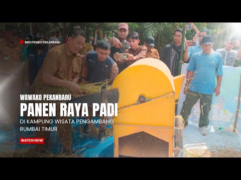 Wawako Panen Raya Padi di Kampung Wisata Pengambang Rumbai Timur