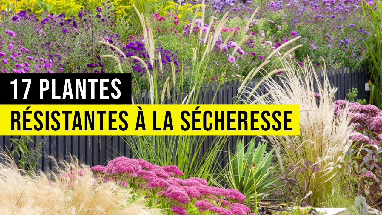 Arrosage : ces faux-pas qui abîment le jardin