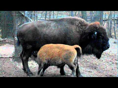Bizon (Buffalo) Ucraina. Grădina Zoologică din Harkov