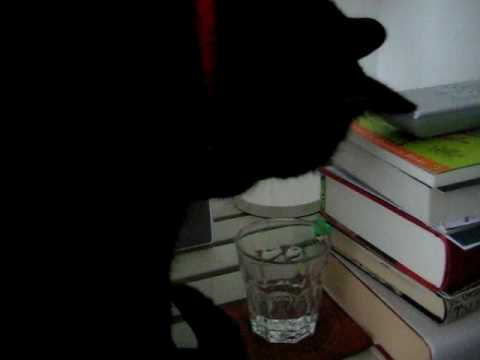 The Lewis Recordings cat learns a new trick