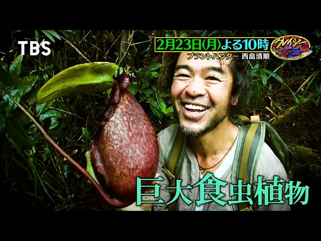 クレイジージャーニー☆プラントハンターがボルネオ島で珍奇植物探し！3Dハント旅🈑