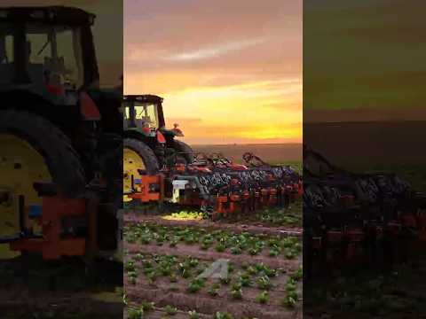 This #Machine KILLS Weeds Without Chemicals! 🤯🌱 (FarmWise Vulcan)