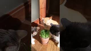 草をムシャムシャ食べるネコ grass-eating cat