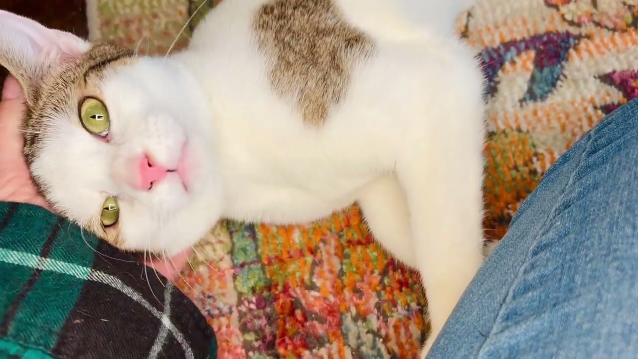 Enlarge Tipsy & Dizzy (moderate CH), an adopted Domestic Short Hair in Hagerstown , MD video 2/6