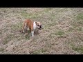English Bulldog dogs for sale: Jewels - Video 1
