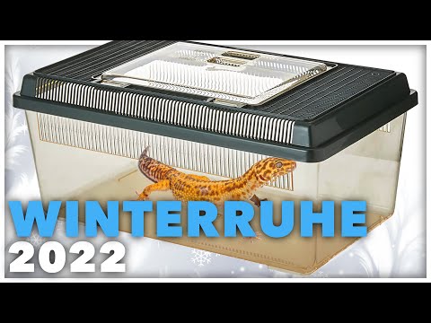 WINTERRUHE 2022 - Neue Überwinterung. Meine Vorbereitungen. - GeckoTagebuch