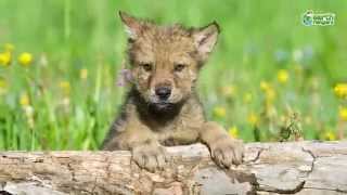 Bring Back the Wild - The Eastern Wolf