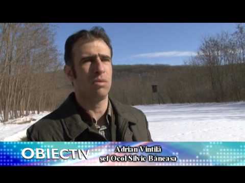 20.02.2017 / Știre Etv - Mufloni crescuți în Dobrogea!