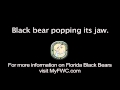 Florida Black Bear Sounds Popping Jaw